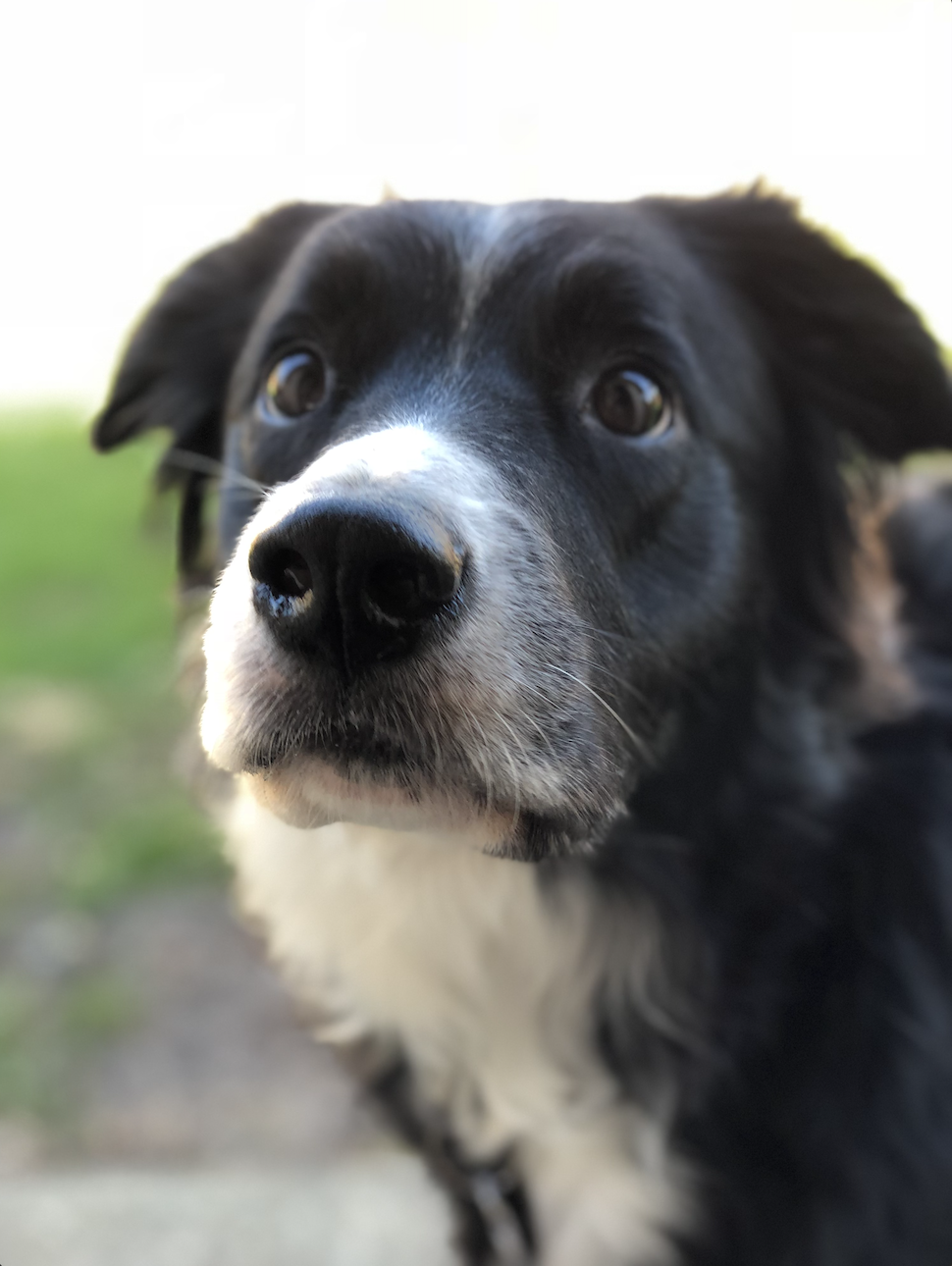 Mila, Nick's border collie